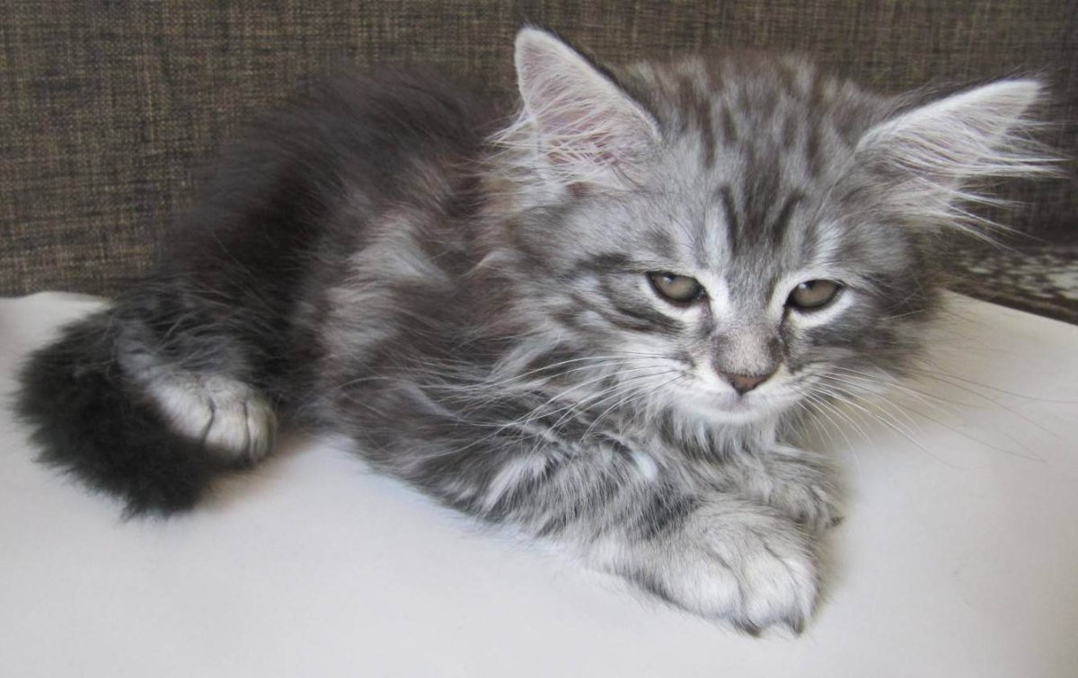 Котята метисы Мейн куна