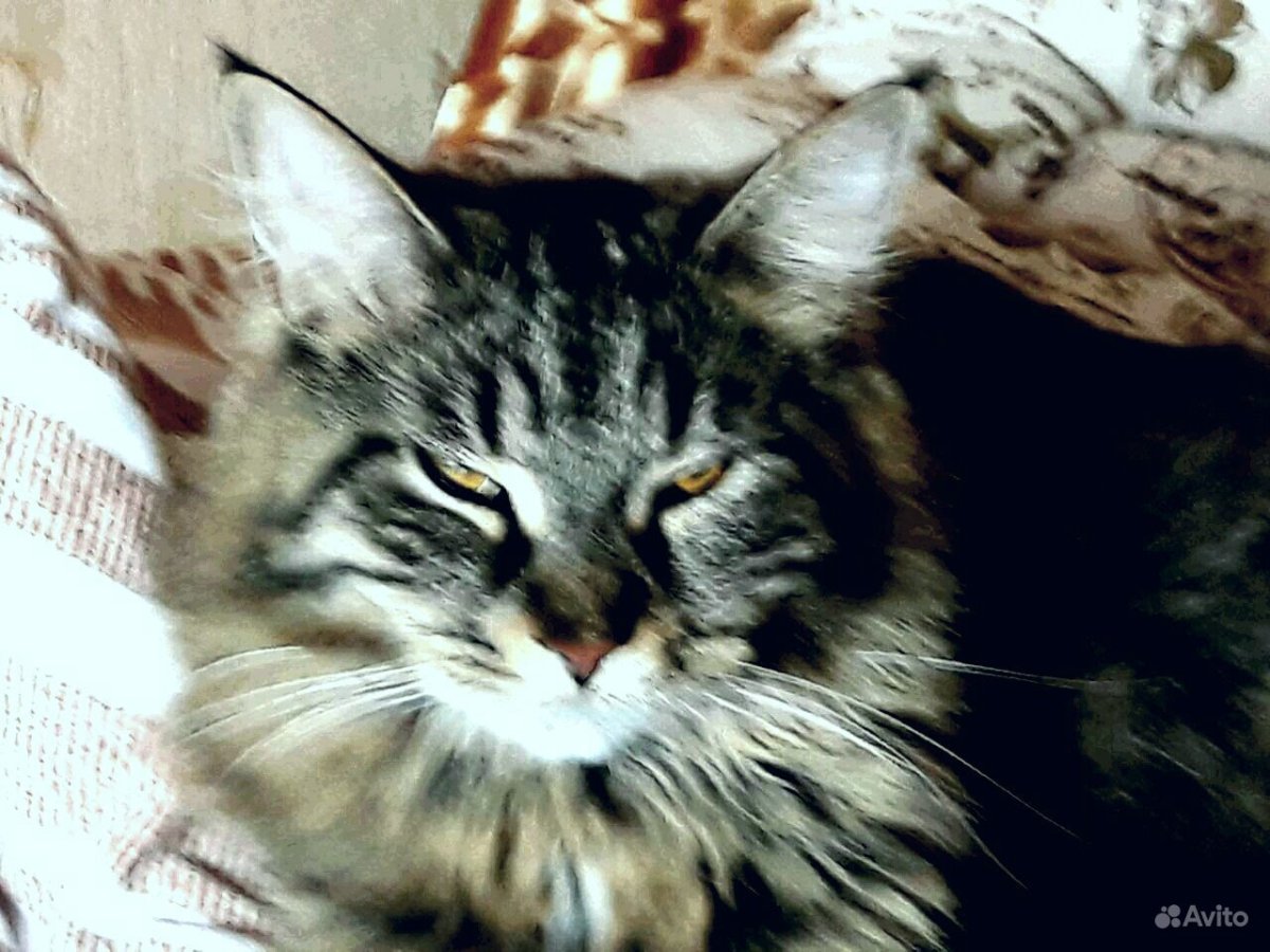 Метисы Мейн кунов в добрые руки