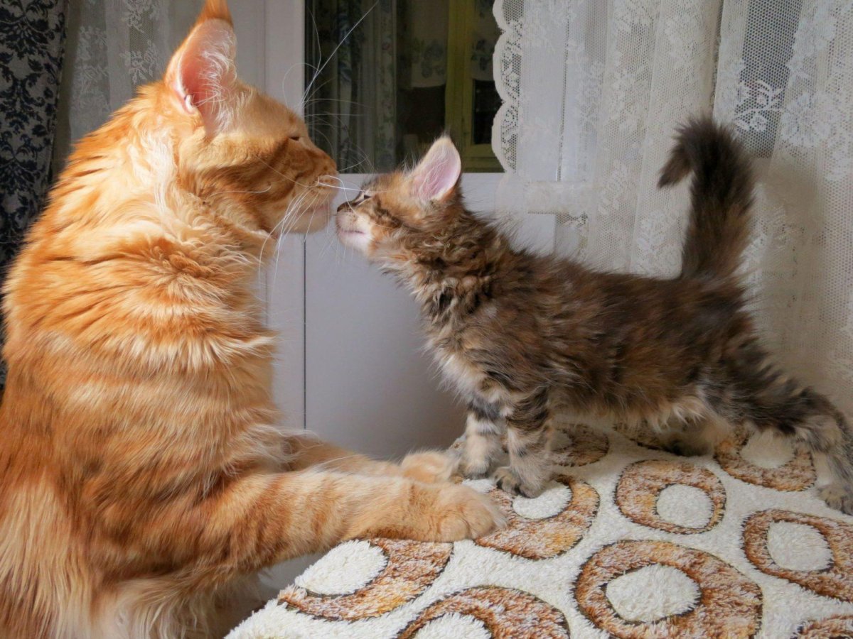 Мейн кун и обычная кошка