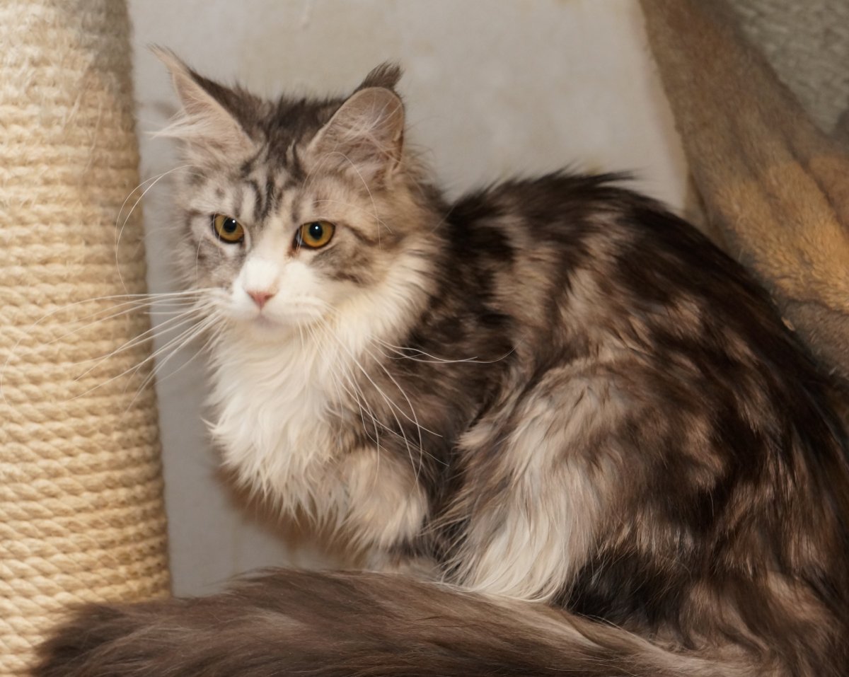 Метис Мейн куна норвега