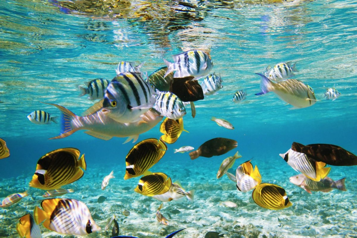 Морской мир картинки