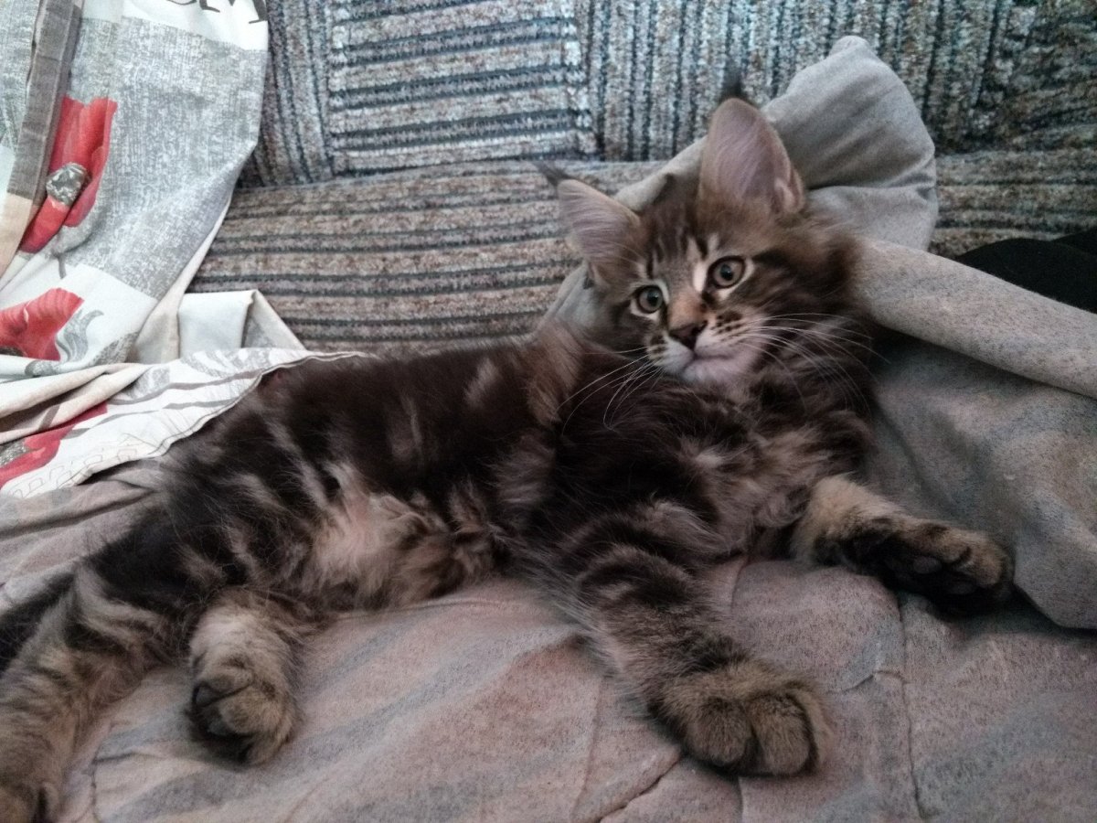 Кошки от 200000 рублей