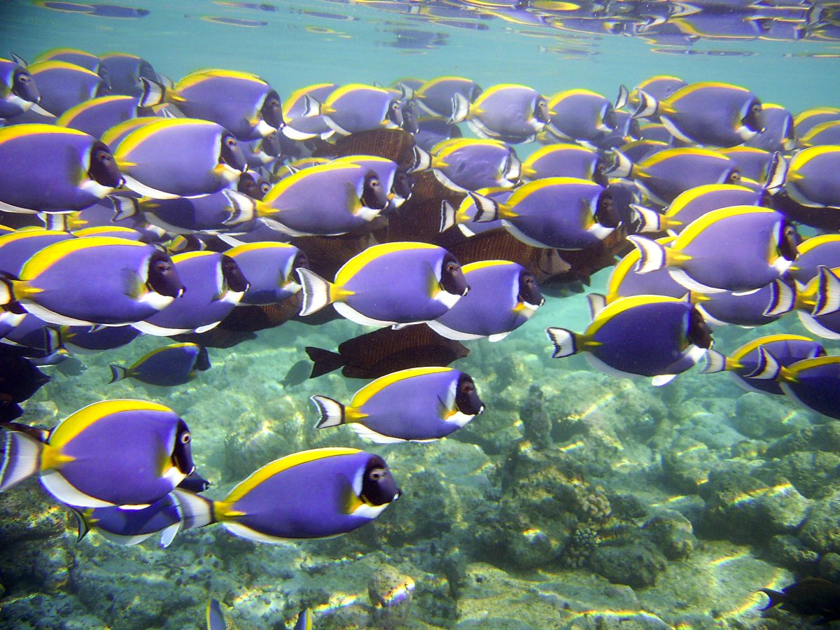 Стайка рыбок