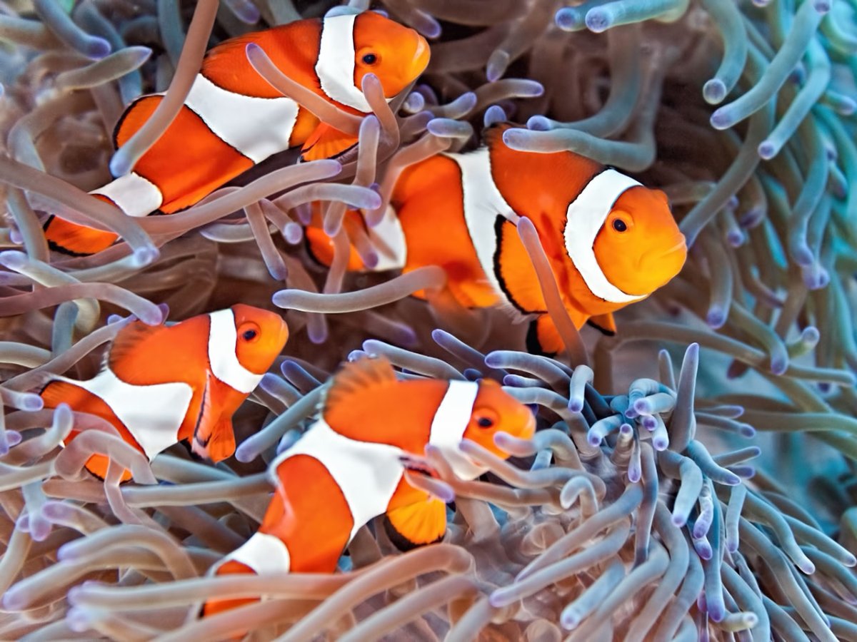 Рыба клоун в океане