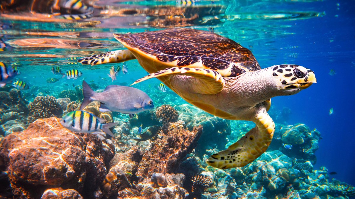 Большой Барьерный риф черепахи