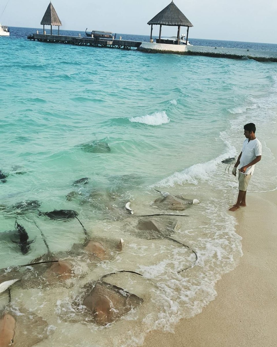 Мальдивы рыбки