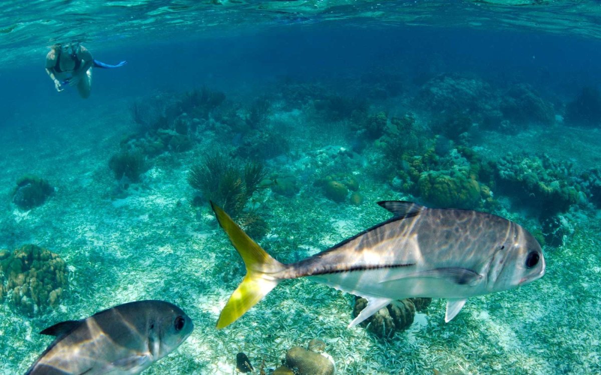 Мама Мальдив рыба