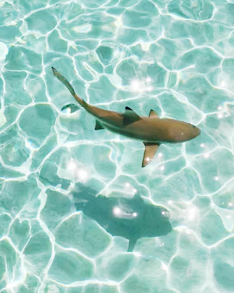 Акула вид сверху