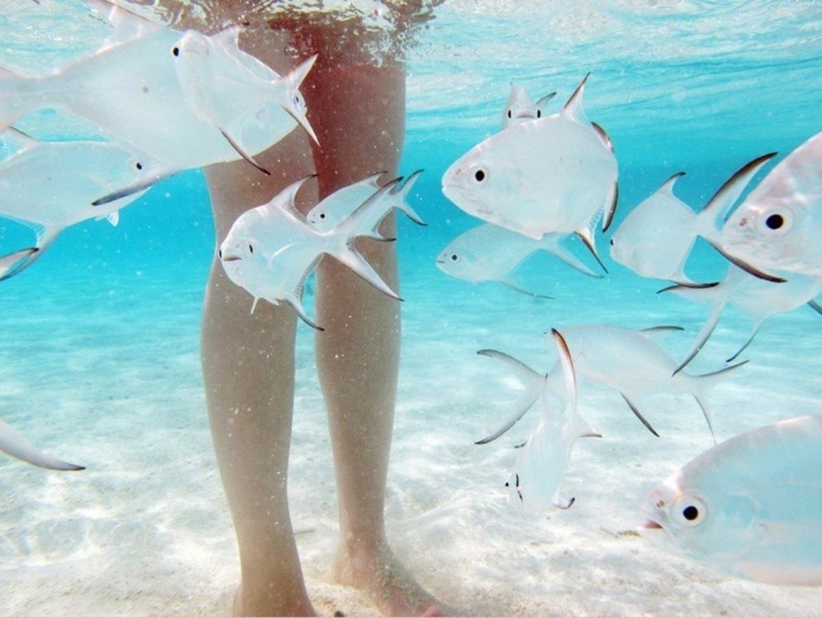 Рыбы в прозрачной воде