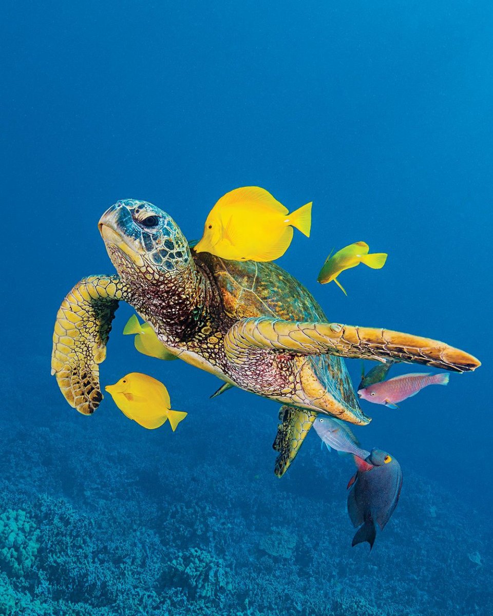 Черепаший риф