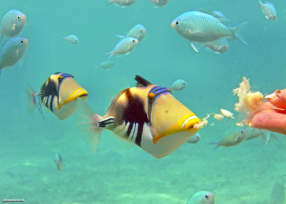 Полосатые рыбы Мальдивы