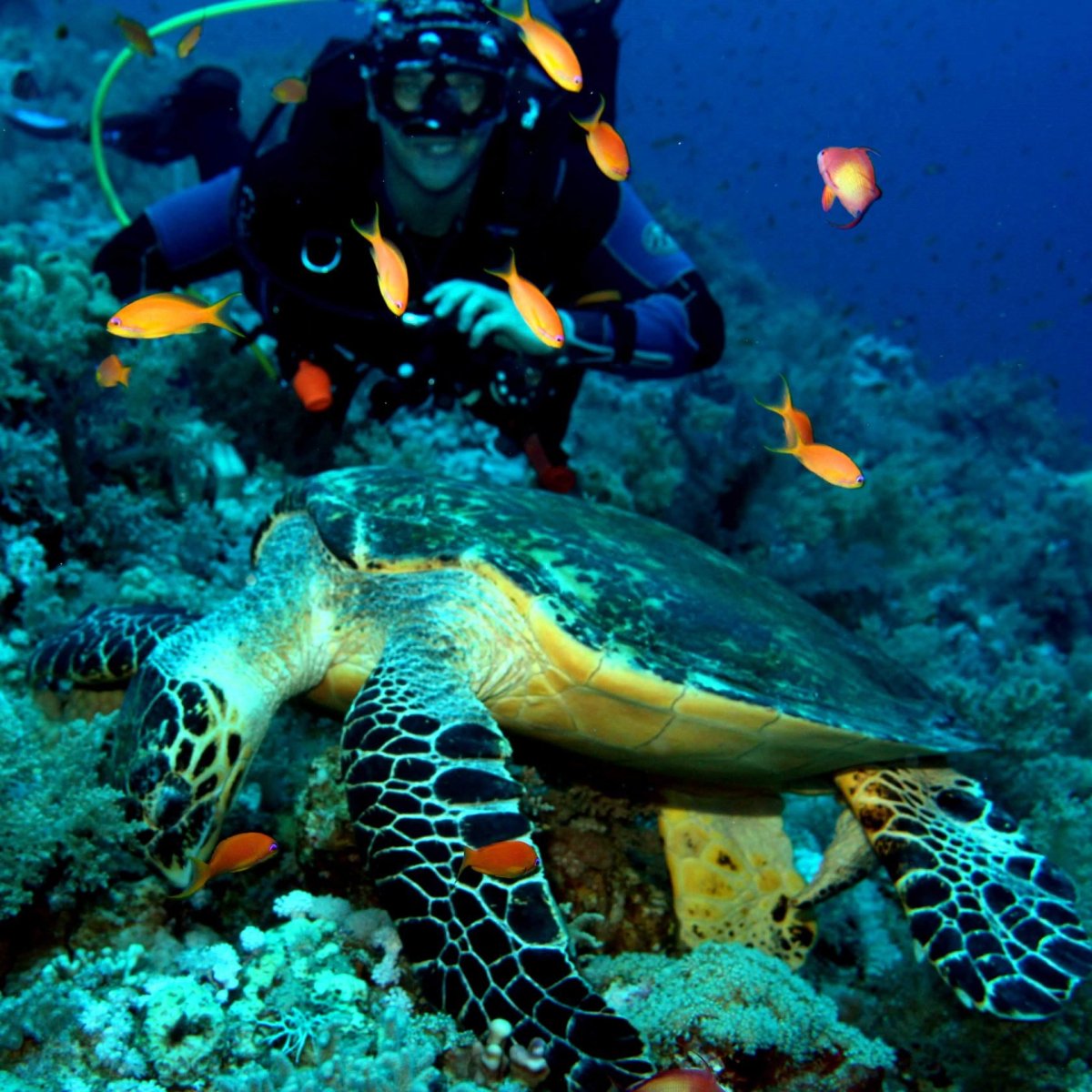 Дайвинг сафари на Мальдивах