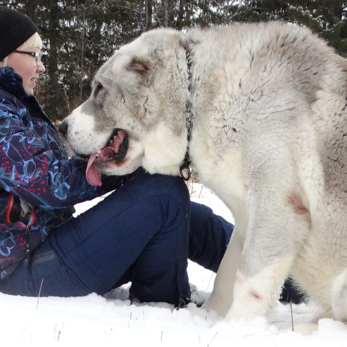 Кавказский волкодав оскал