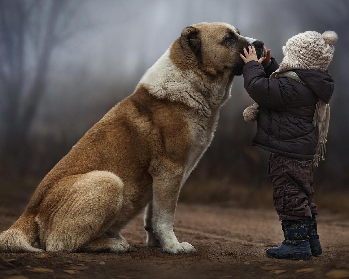 Алабай плюс Доберман
