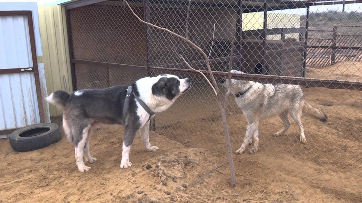 Медведь Гризли против Волков