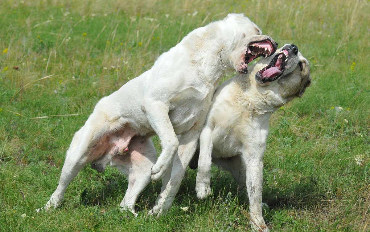 Смесь волка и алабая