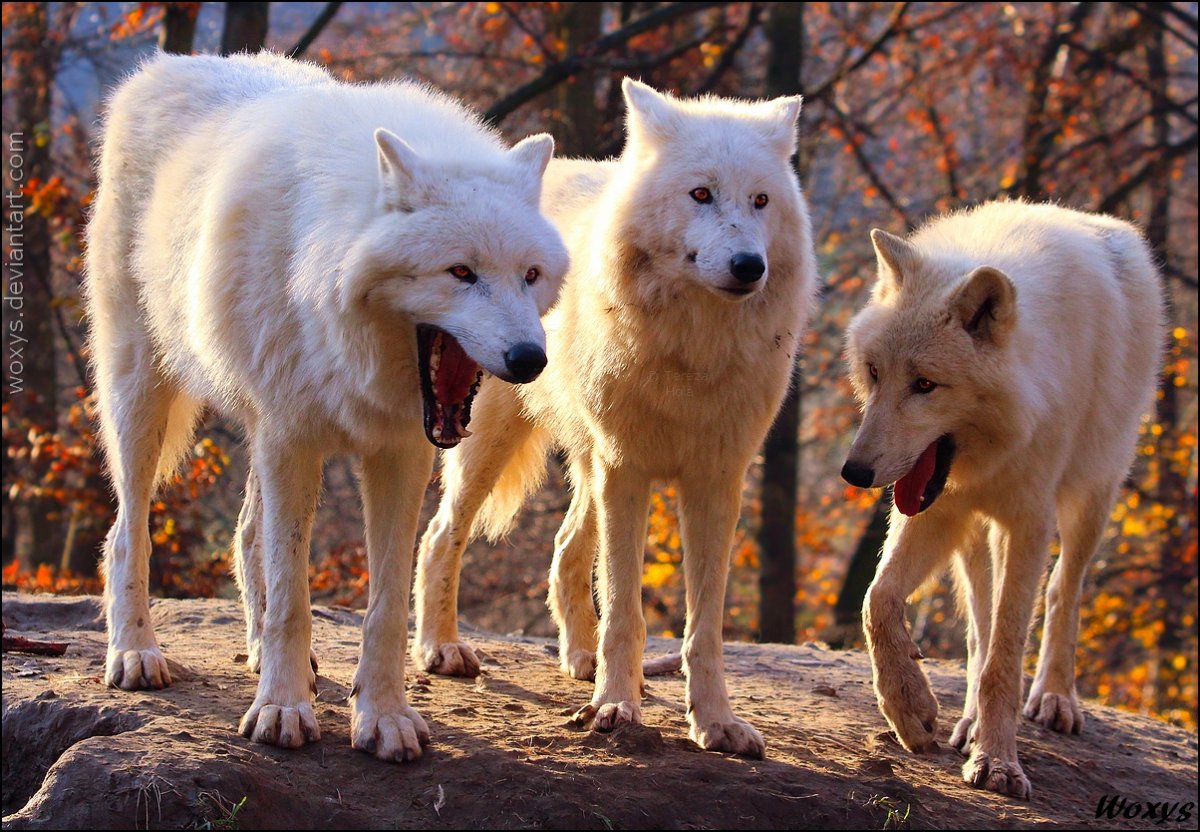 Алабай Елена Шумилова