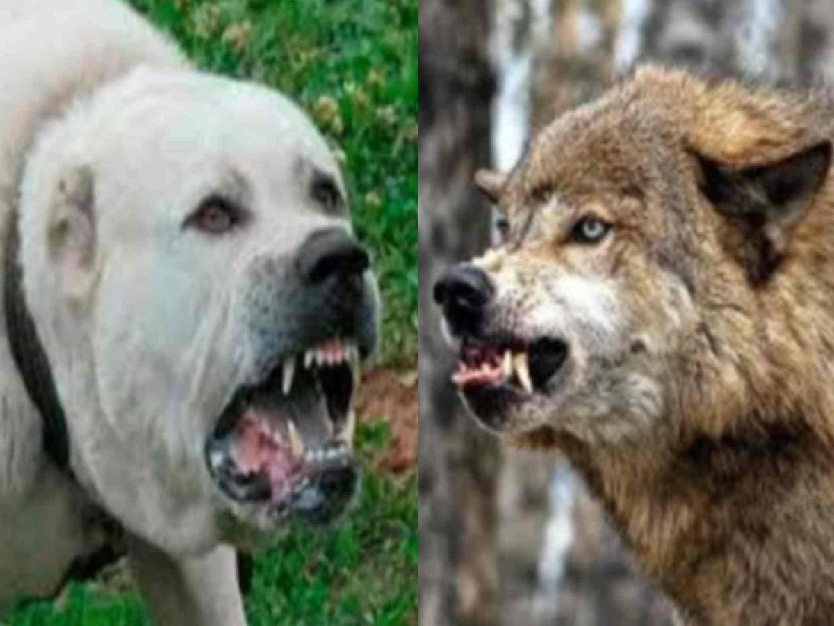 Самая большая собака в мире алабай