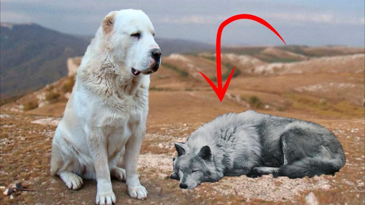 Собачьи бои волкодав 2022