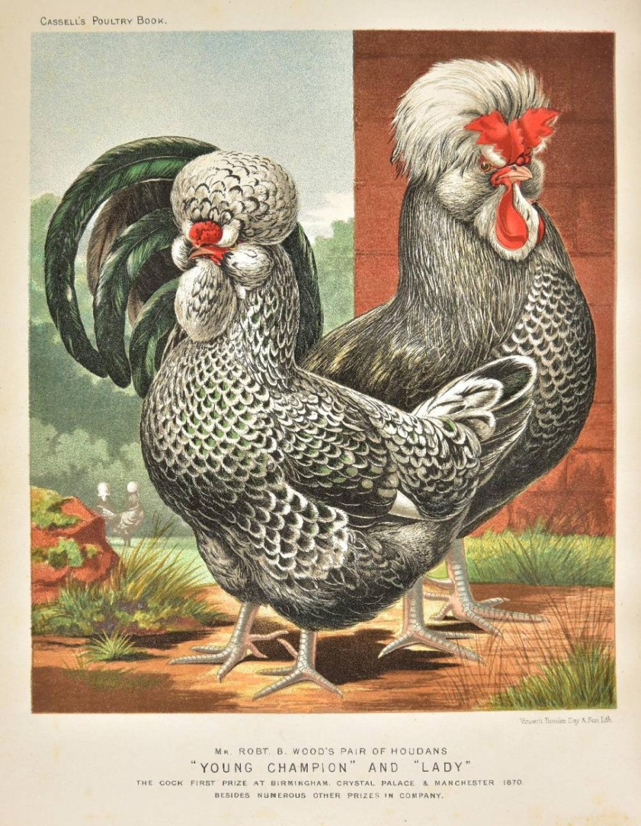 Птица курица книга