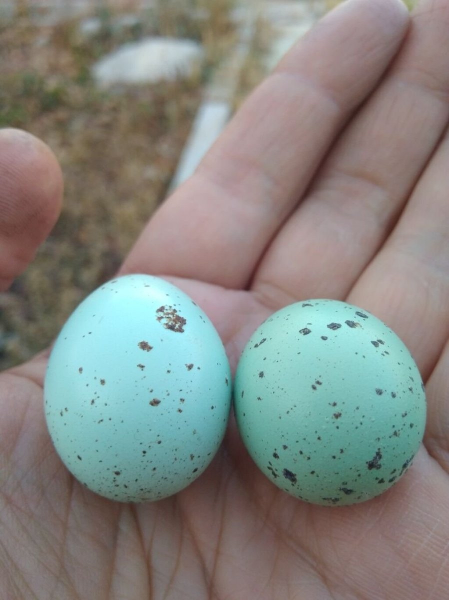 Голубые яйца перепелов