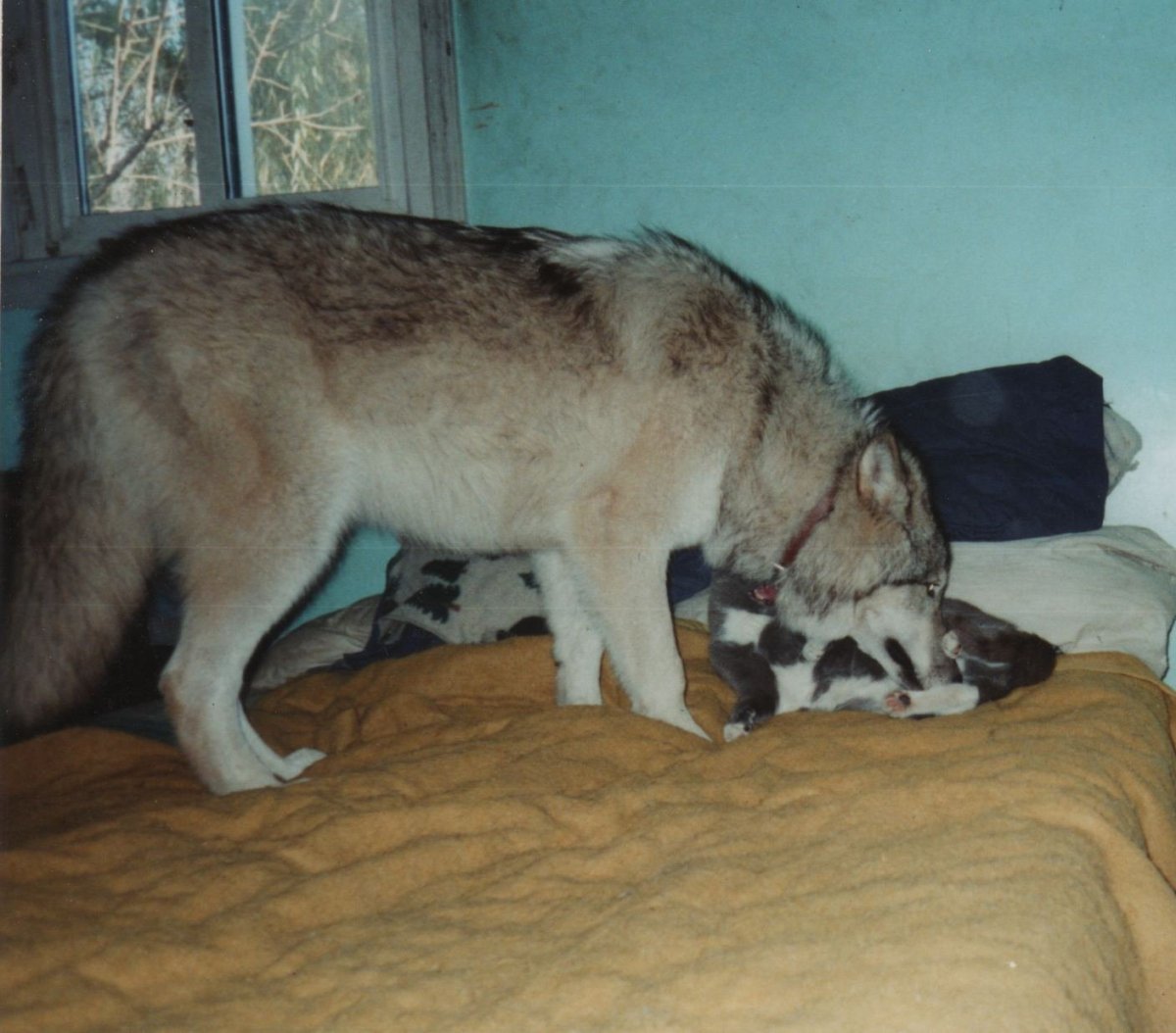 Среднеазиатская овчарка алабай рисунки