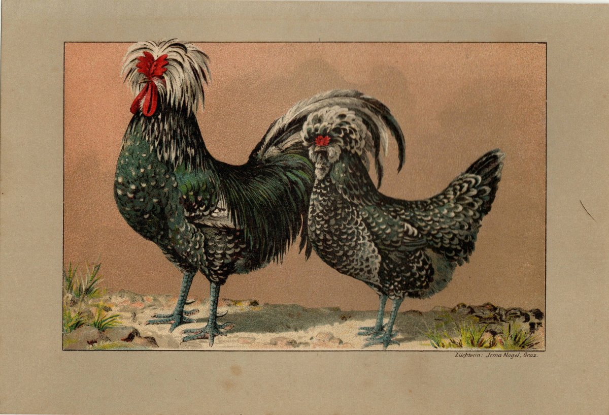 Королевская порода кур