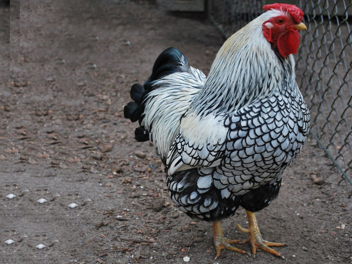 Виандот толбунт