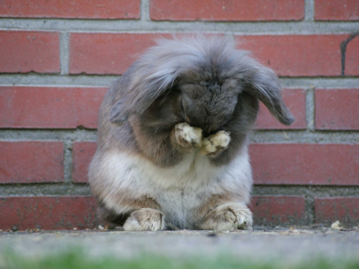 Грустный кролик