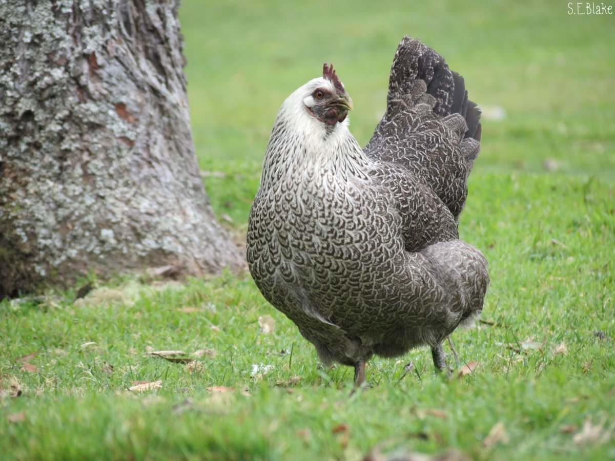 Лоррейн порода куриц