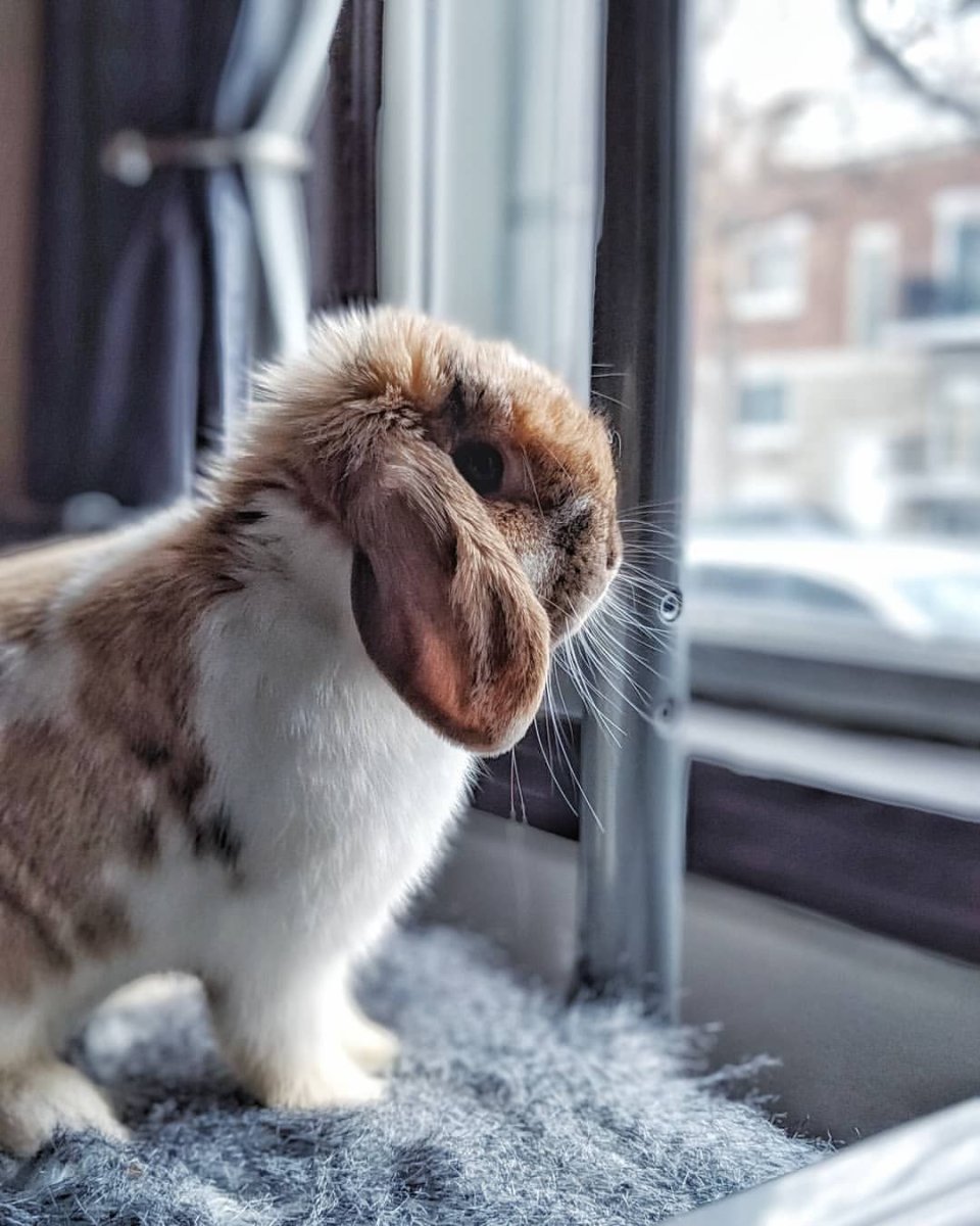 Грустный кролик