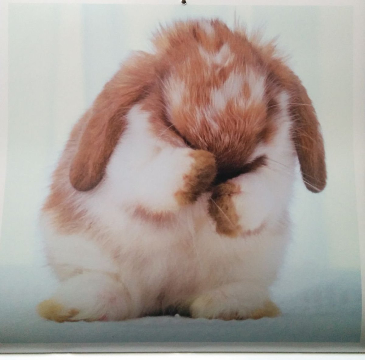 Грустный заяц