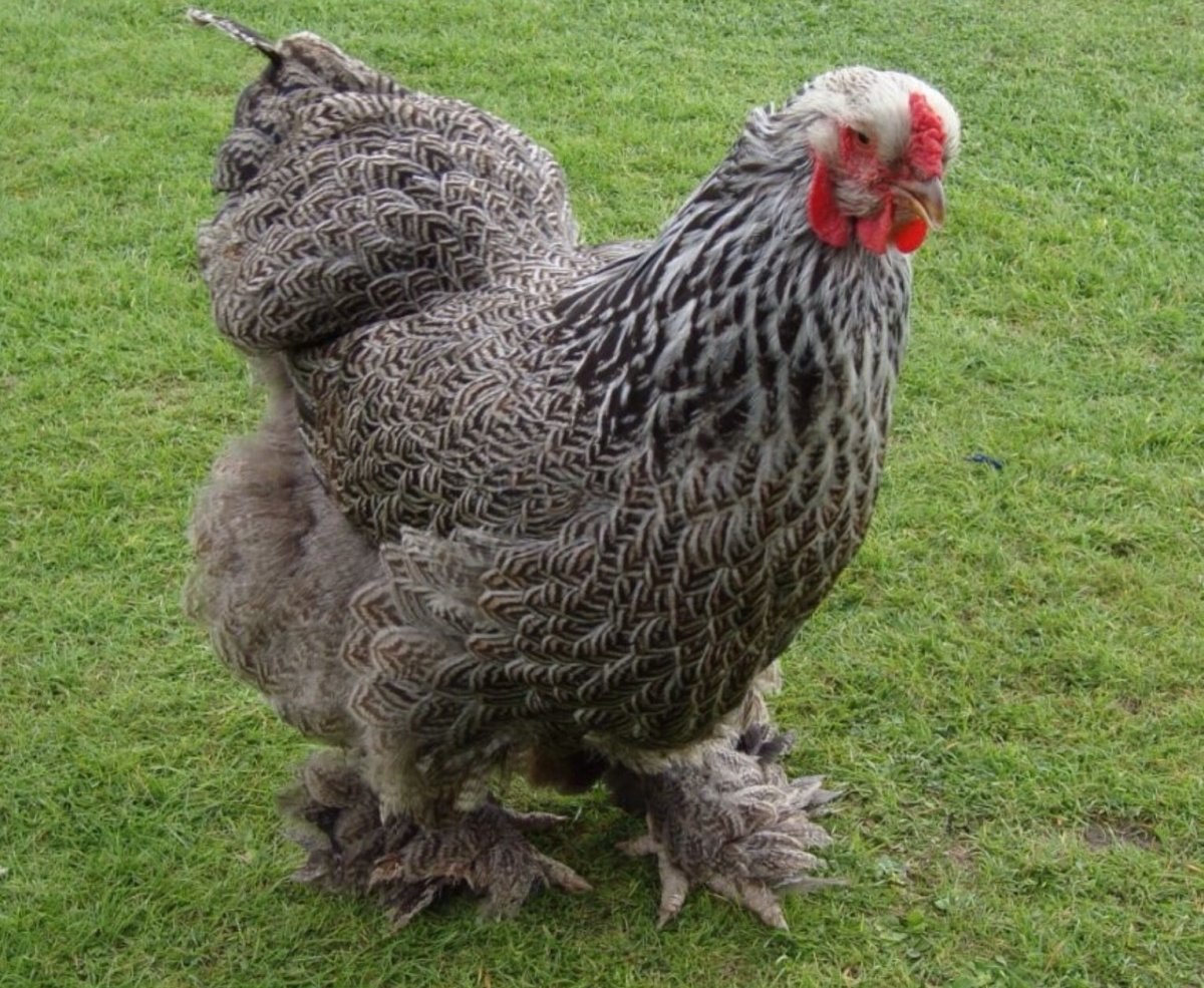 Брама хохлатая