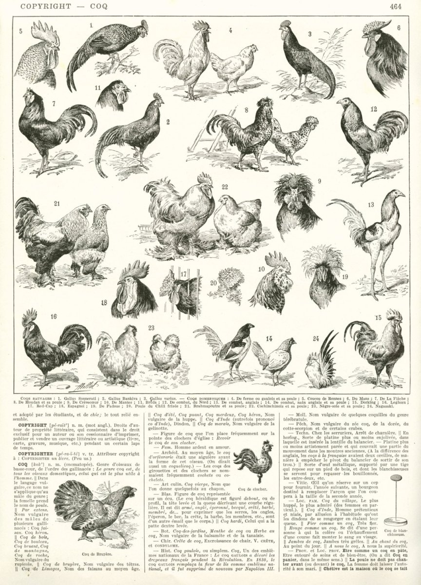 Рисунок Винтаж куриный побег