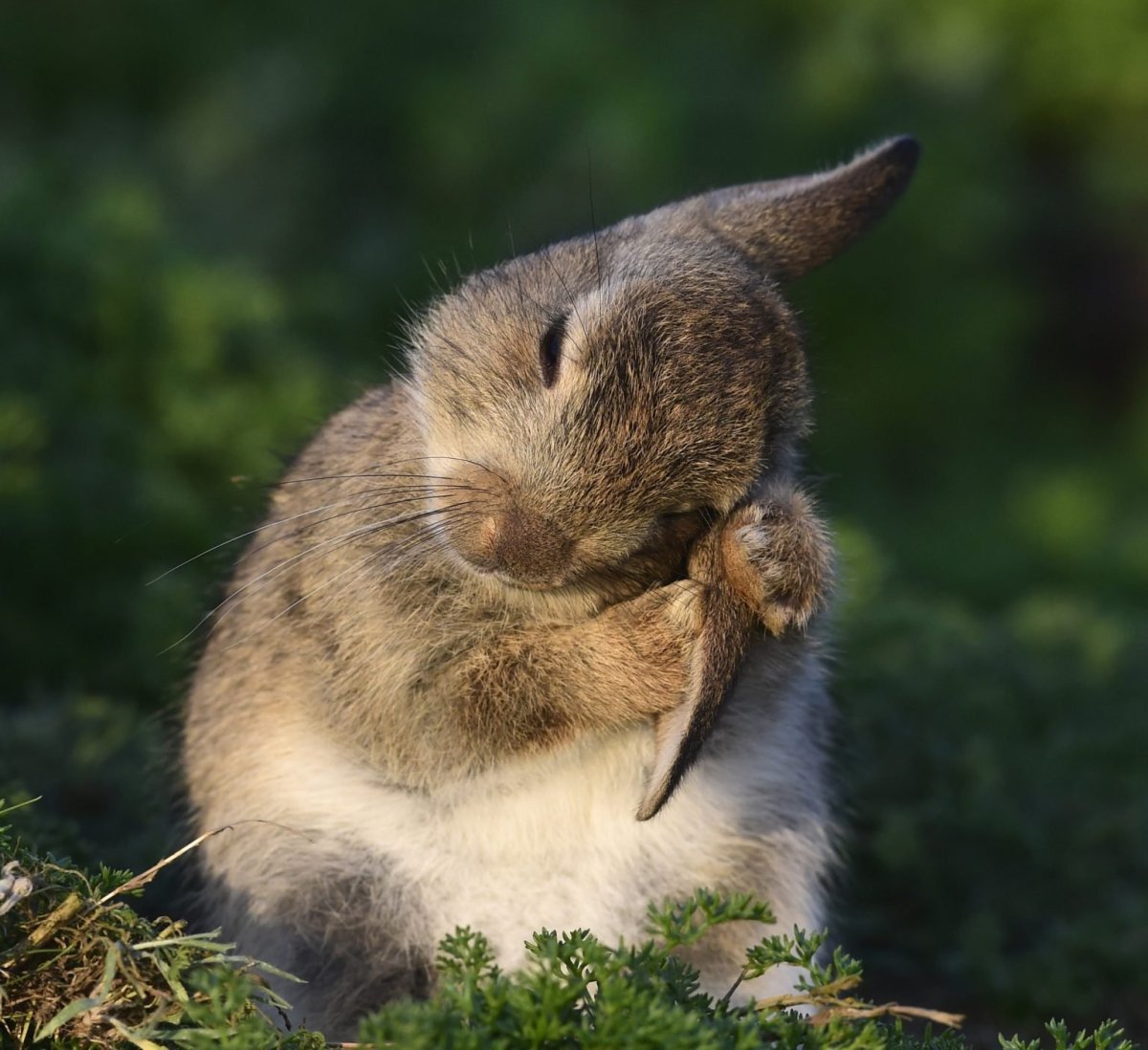 Зайка греет лапки