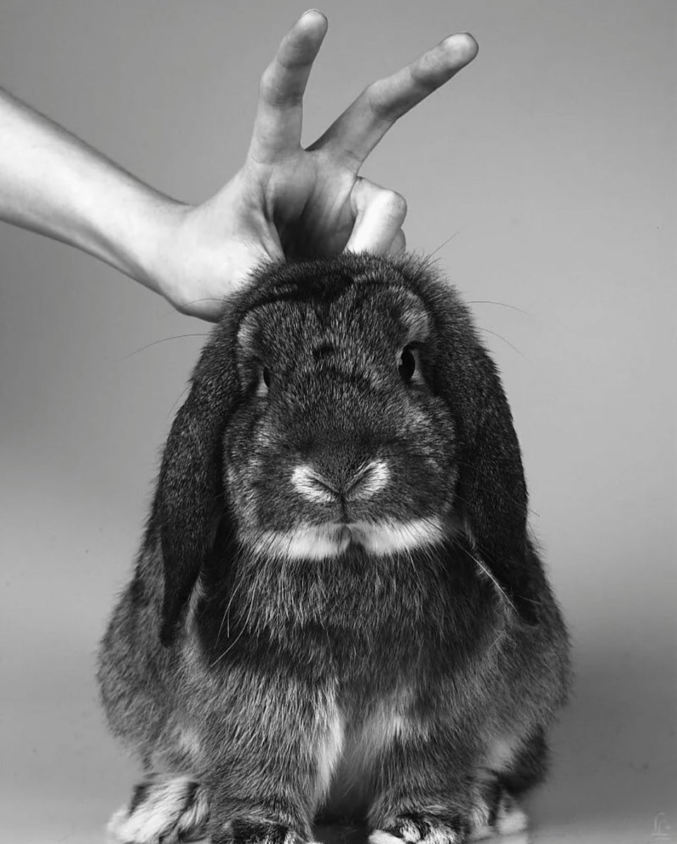 Обиженный кролик