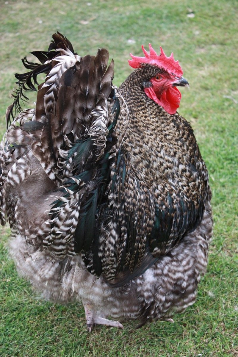 Бенгальские куры