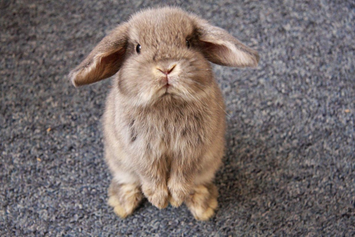 Плачущий Зайка