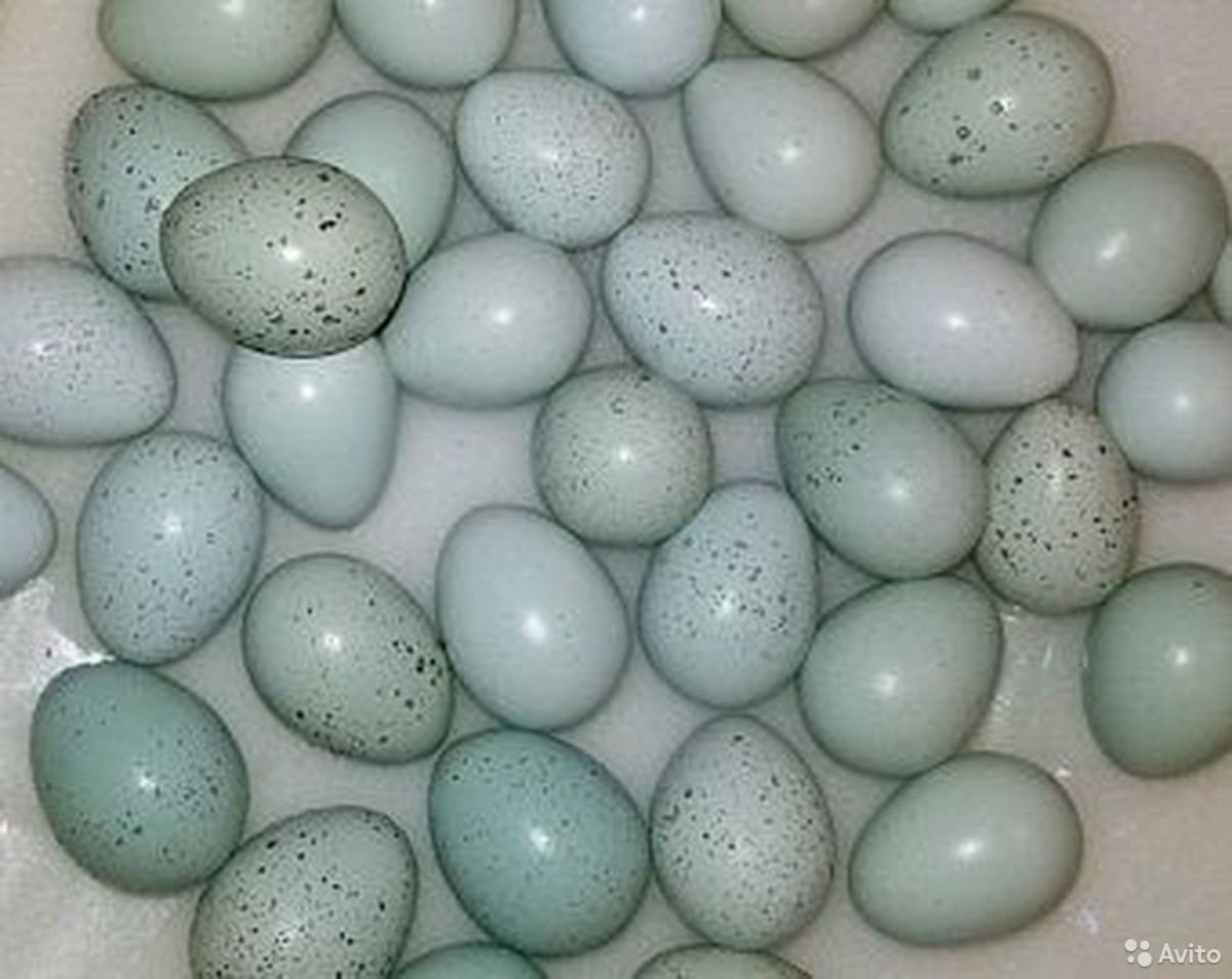 Селадон перепела