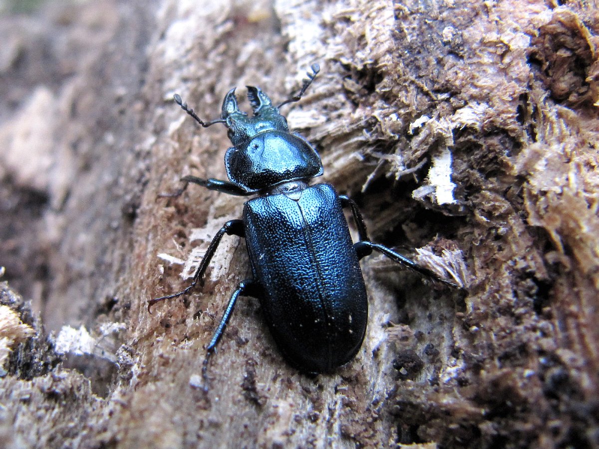 Голубая Стрекоза Ермаков