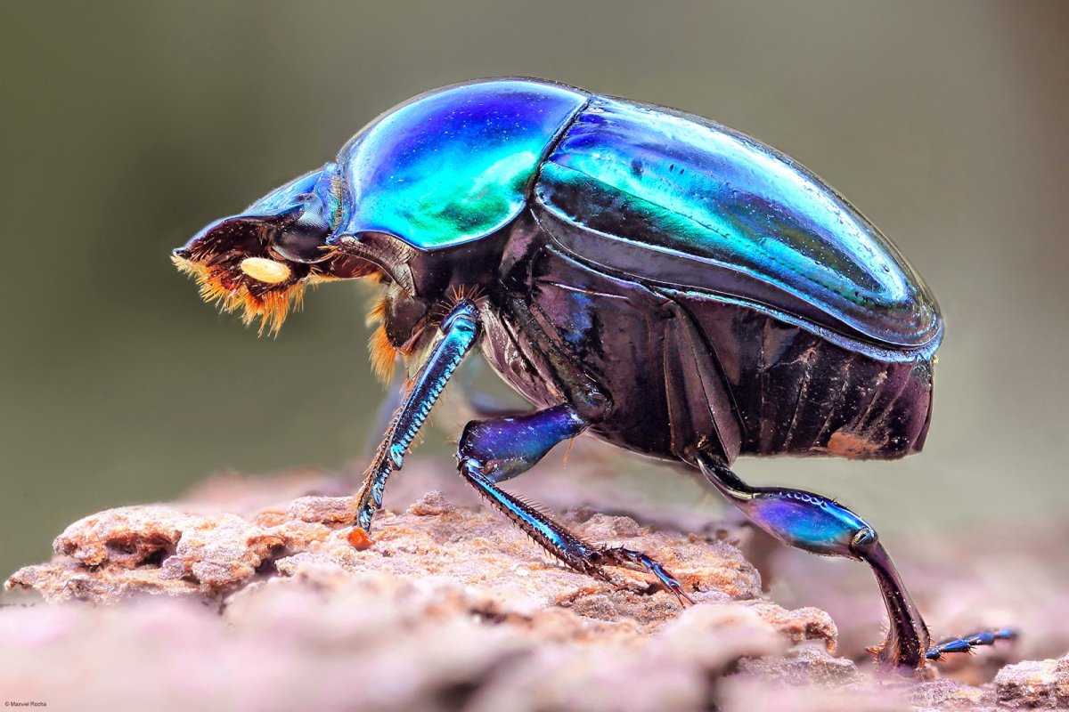 Черное насекомое с красными крыльями
