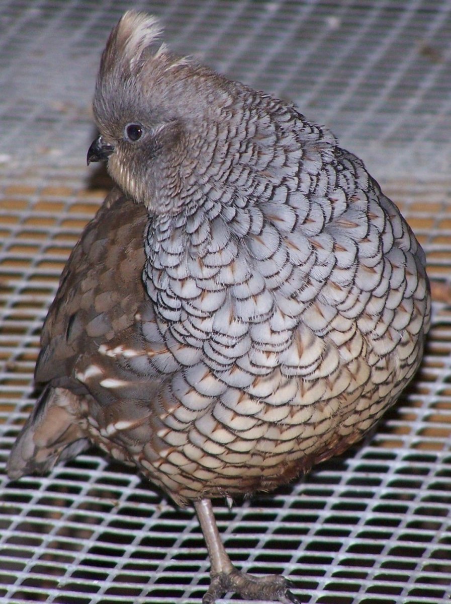 Перепелка Жемчужная Фея