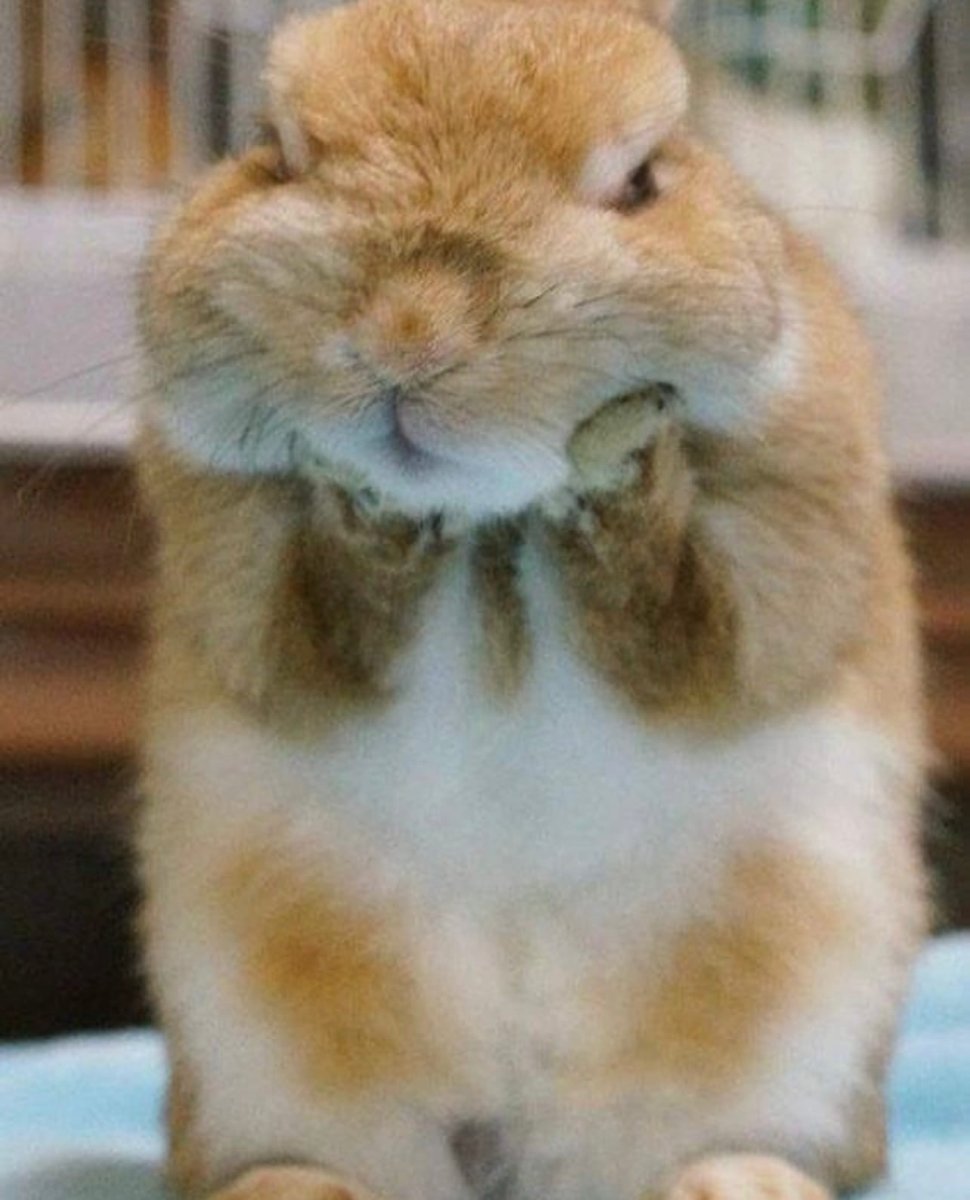 Кролик ругается