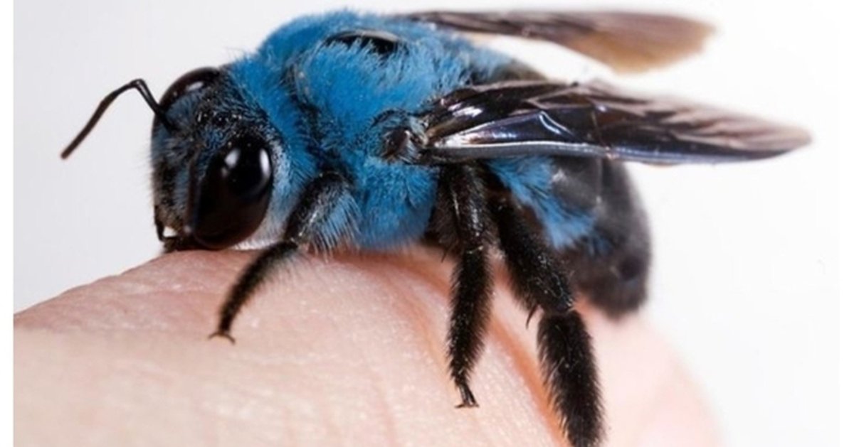 Жук Рогач Крымский