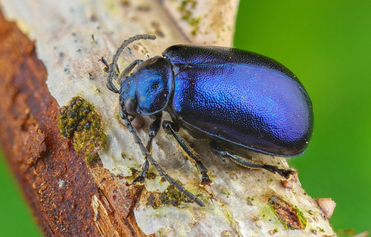 Бронзовик Жук синий