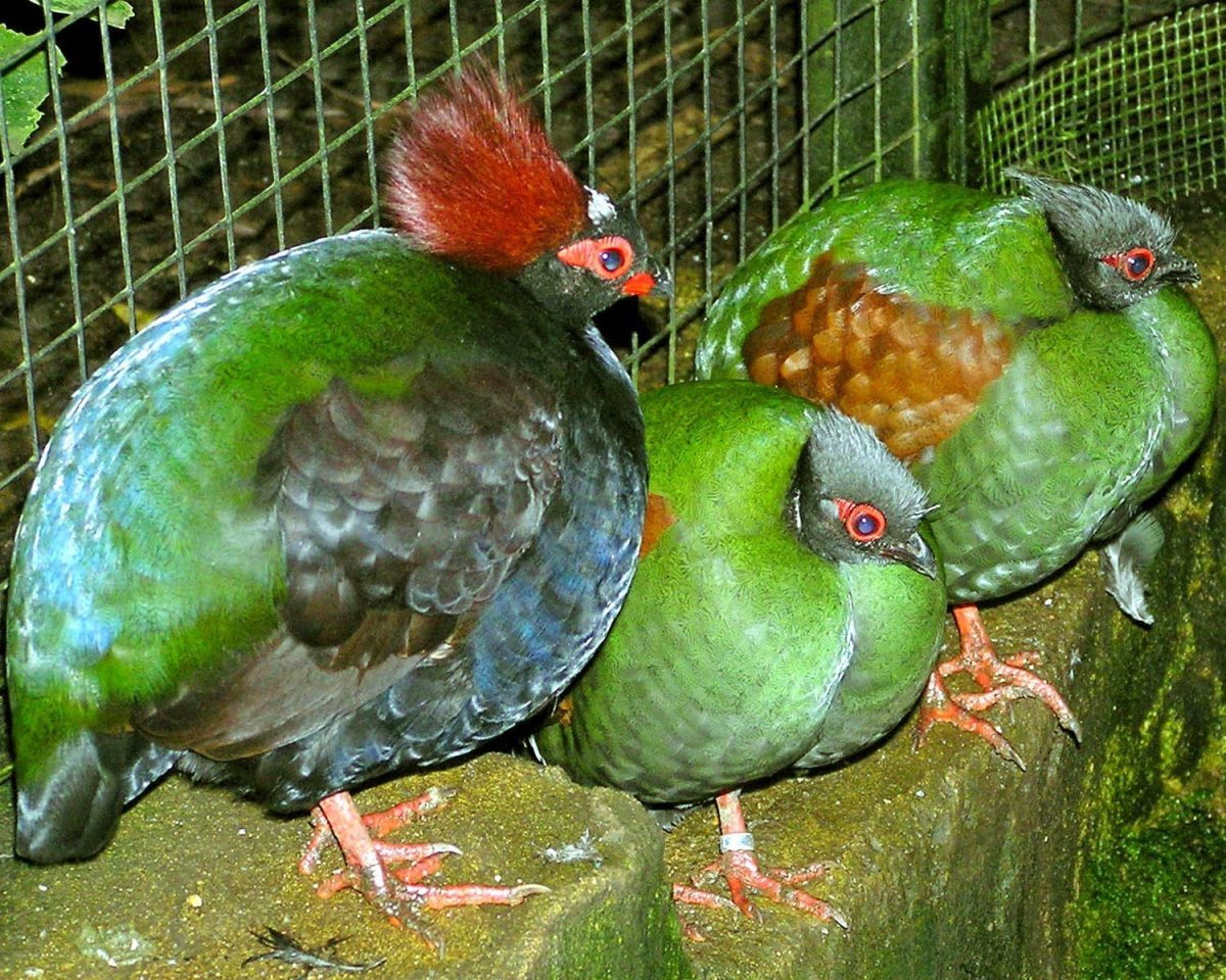 Куропатка Венценосная Rollulus rouloul