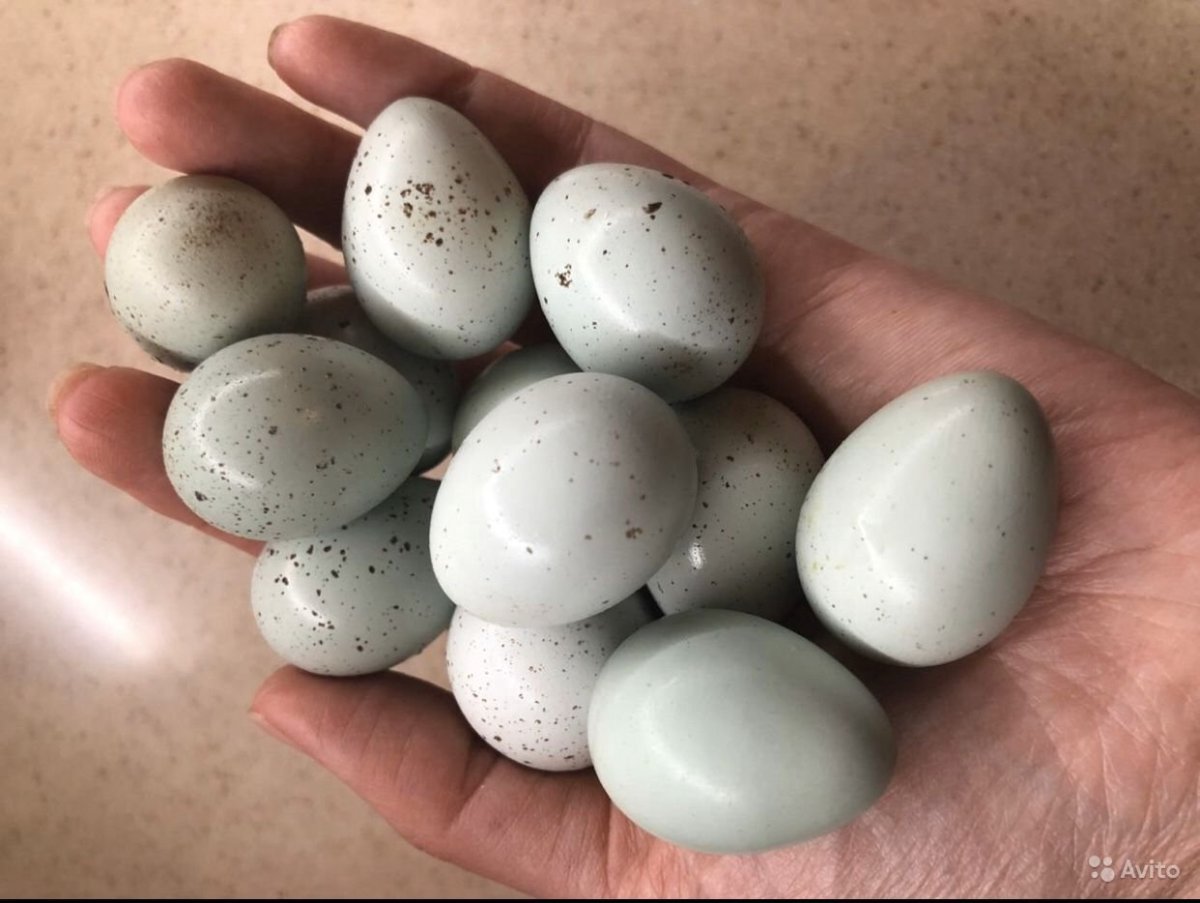 Перепел селадон