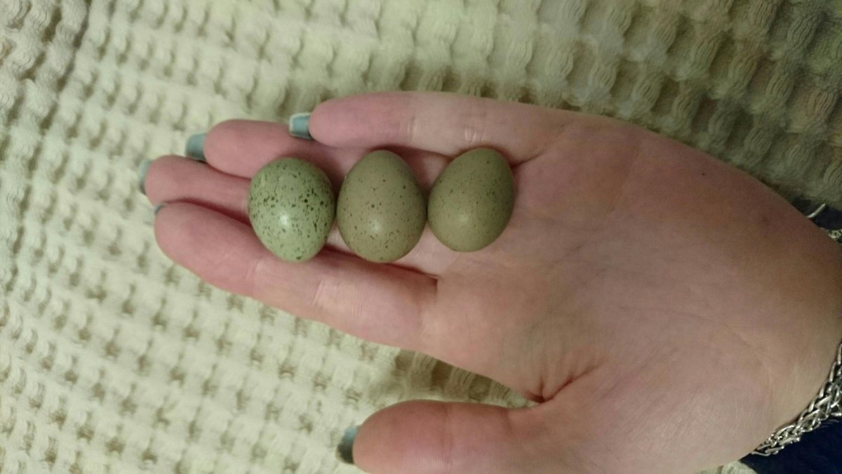 Перепелка селадон