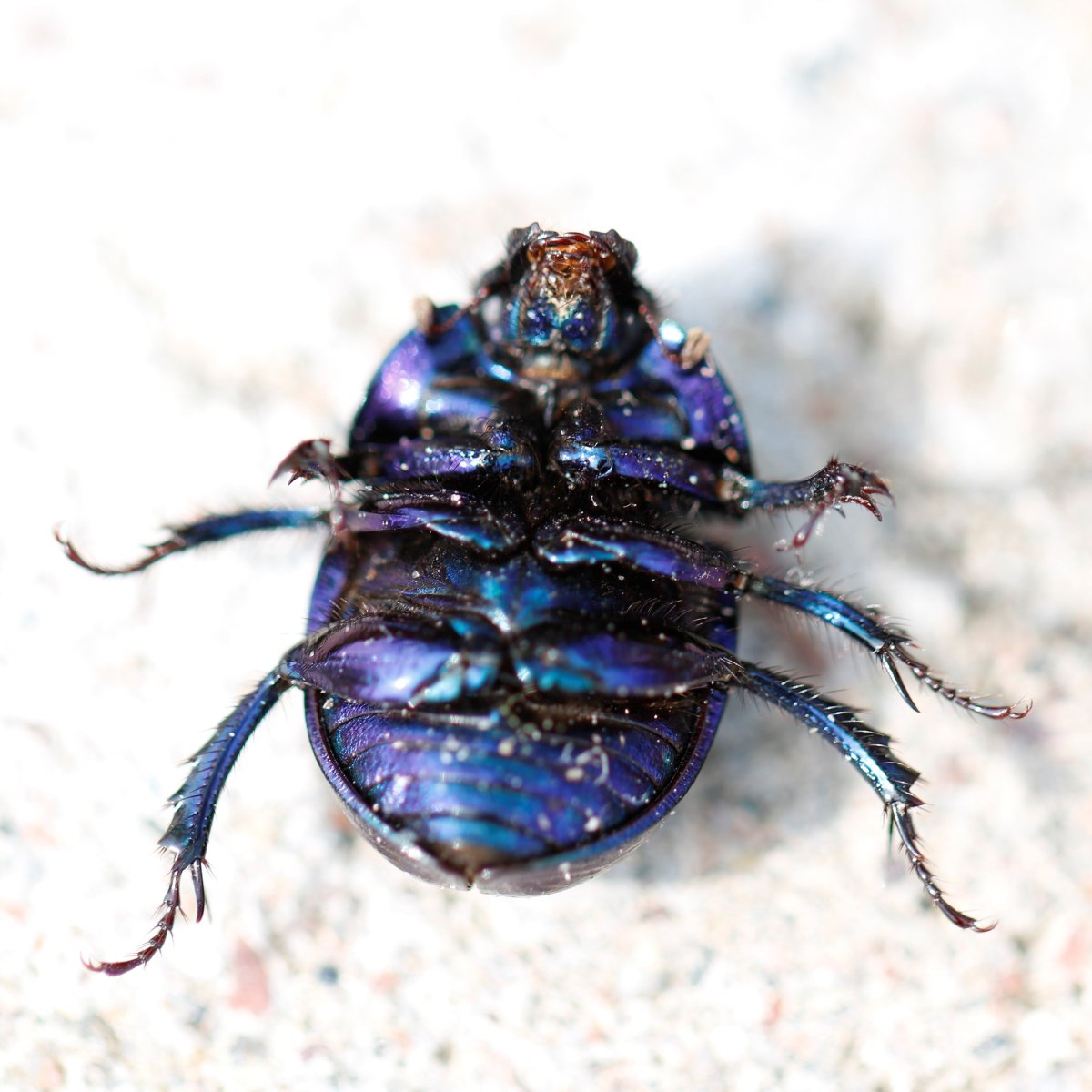 Жук СИНЕКРЫЛ