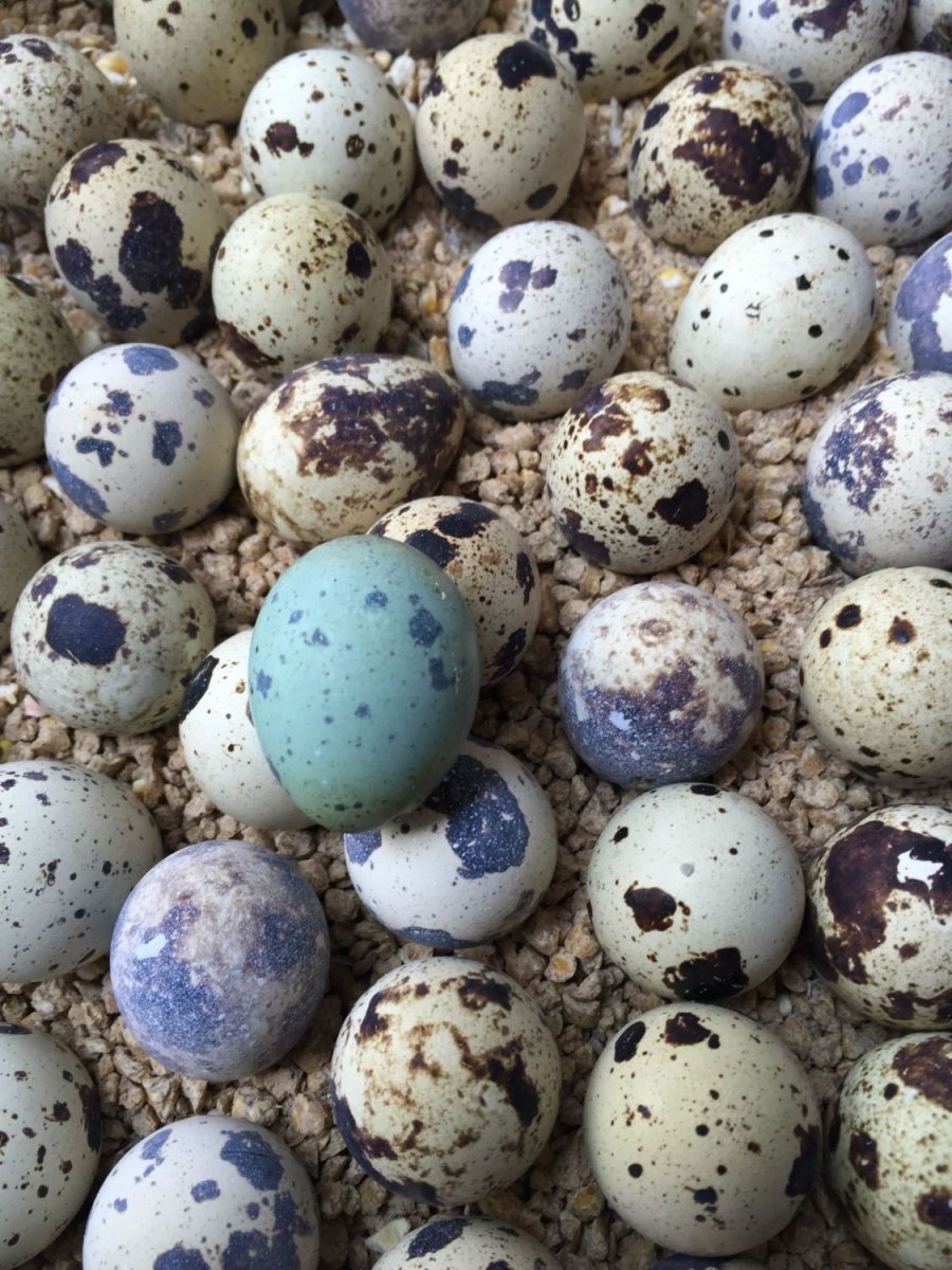 Яйца перепелок селадон